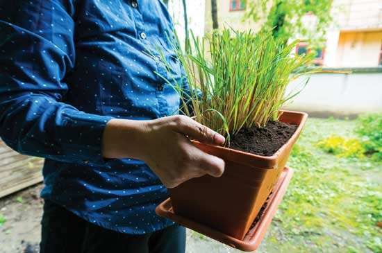 If you buy lemongrass from a store or supplier, replant the bulb to let this herb grow for future culinary and medicinal uses.